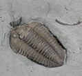 Bargain Flexicalymene Trilobite From Ohio #26736-2